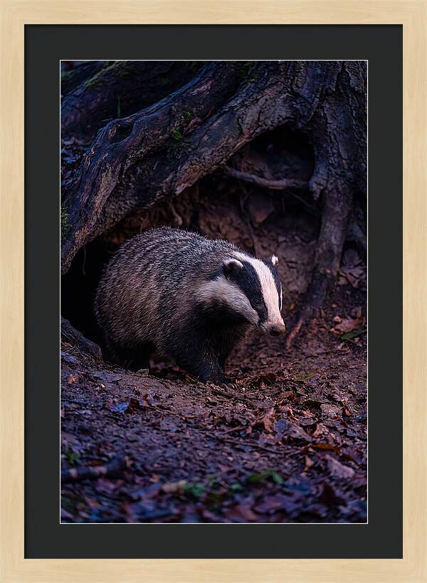 European Badger Emerging From Sett