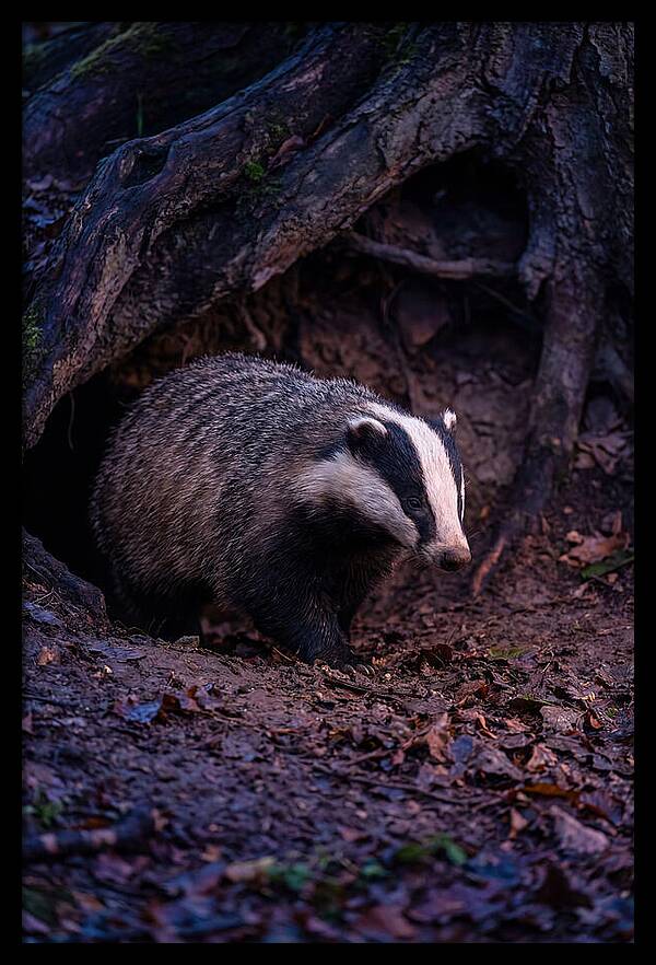 European Badger Emerging From Sett