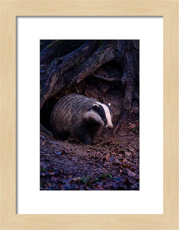 European Badger Emerging From Sett
