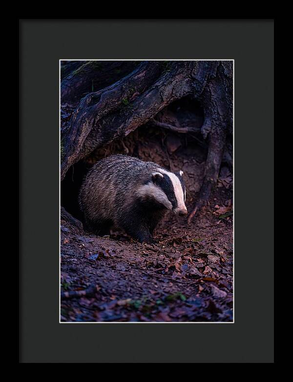 European Badger Emerging From Sett