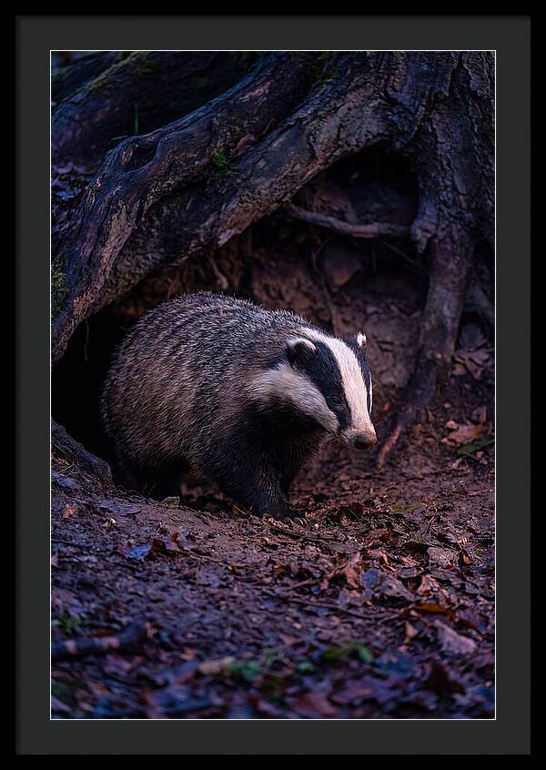 European Badger Emerging From Sett