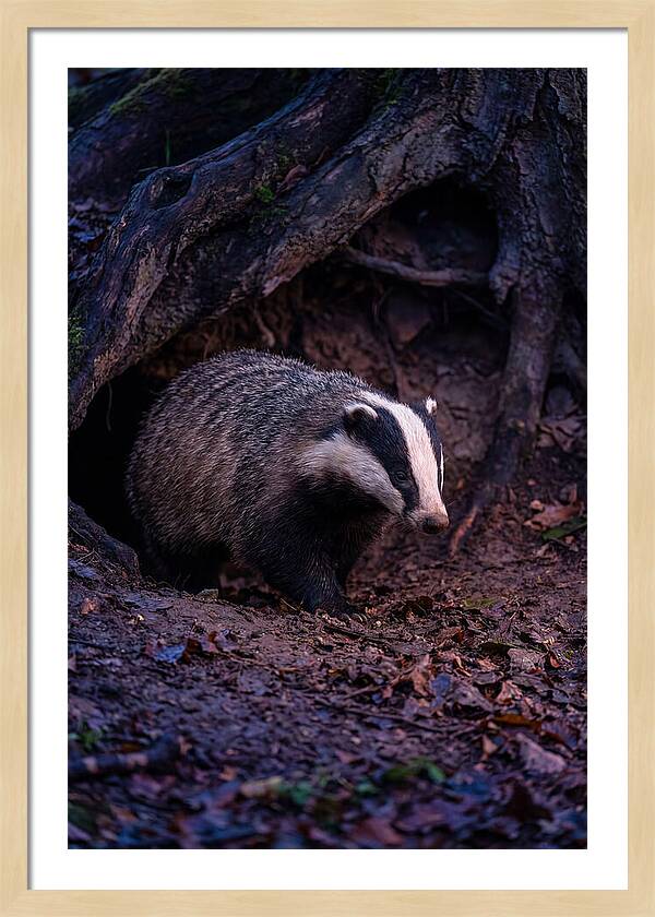 European Badger Emerging From Sett