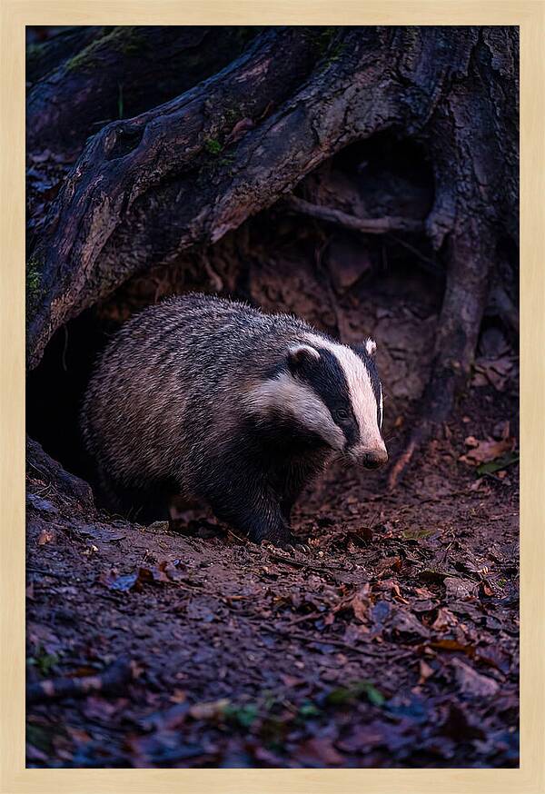 European Badger Emerging From Sett