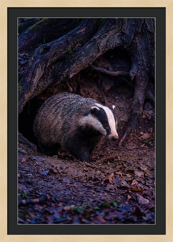 European Badger Emerging From Sett