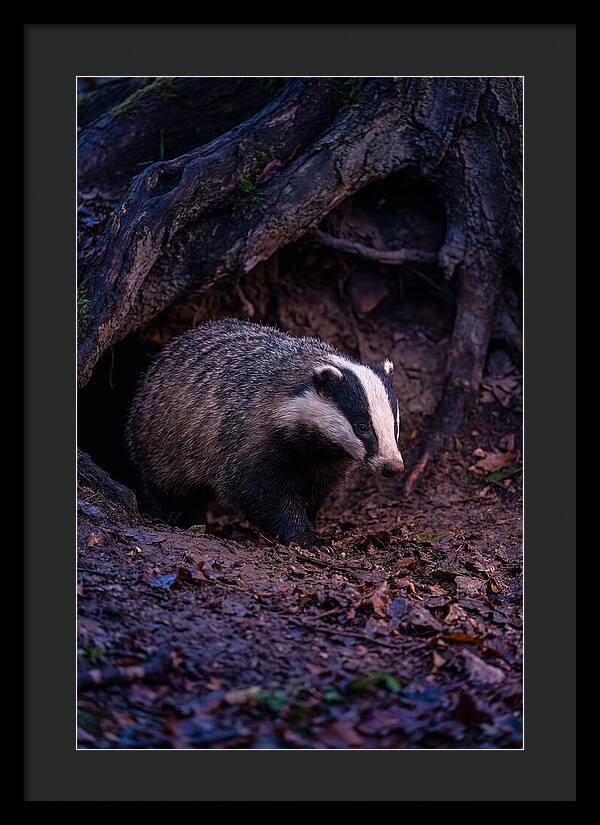 European Badger Emerging From Sett