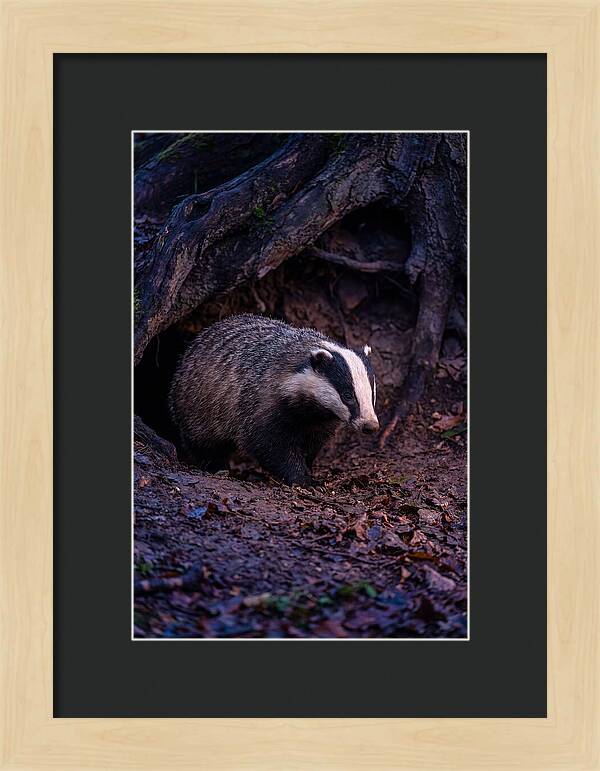 European Badger Emerging From Sett