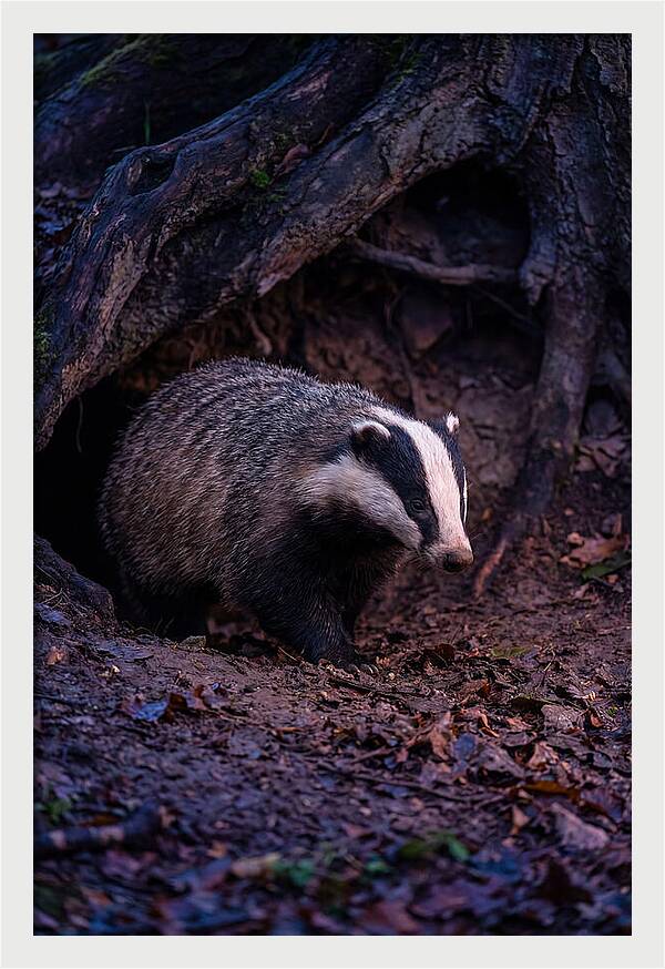 European Badger Emerging From Sett