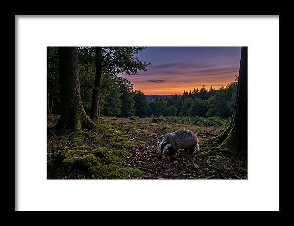 European Badger Foraging At Dusk