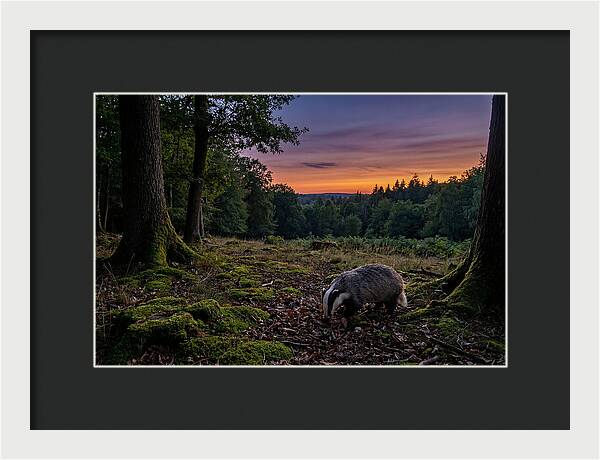 European Badger Foraging At Dusk