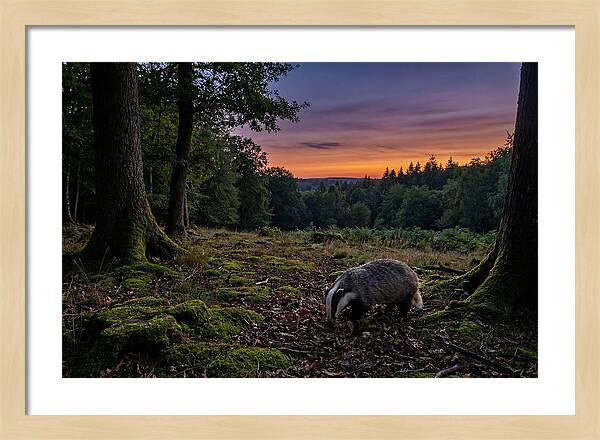 European Badger Foraging At Dusk