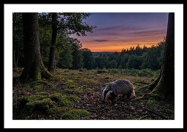 European Badger Foraging At Dusk