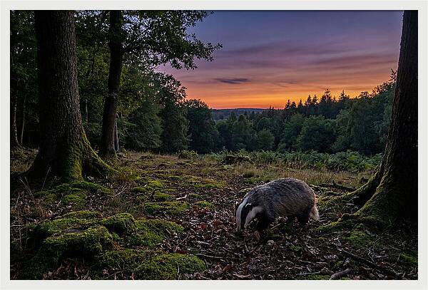 European Badger Foraging At Dusk