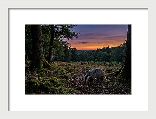 European Badger Foraging At Dusk