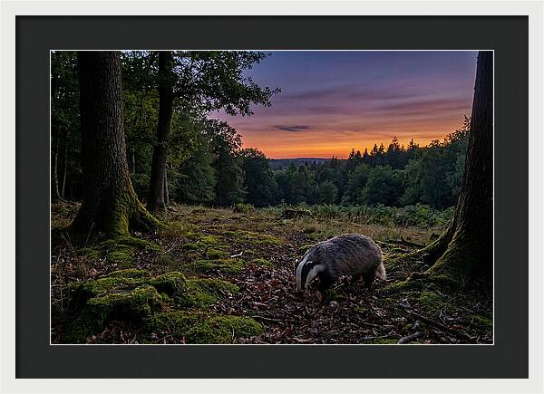 European Badger Foraging At Dusk