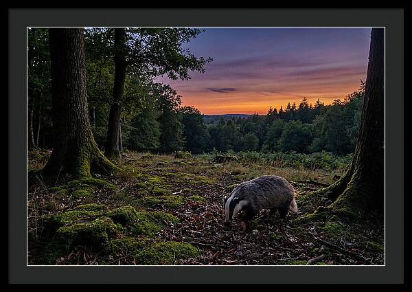 European Badger Foraging At Dusk
