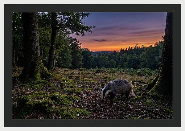 European Badger Foraging At Dusk