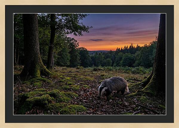 European Badger Foraging At Dusk