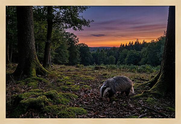 European Badger Foraging At Dusk