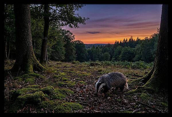 European Badger Foraging At Dusk