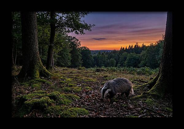 European Badger Foraging At Dusk