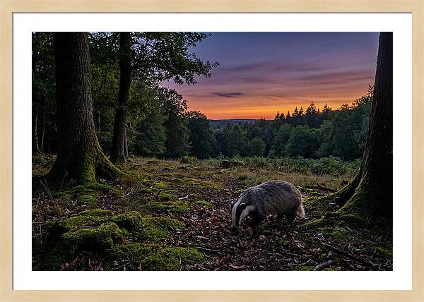 European Badger Foraging At Dusk