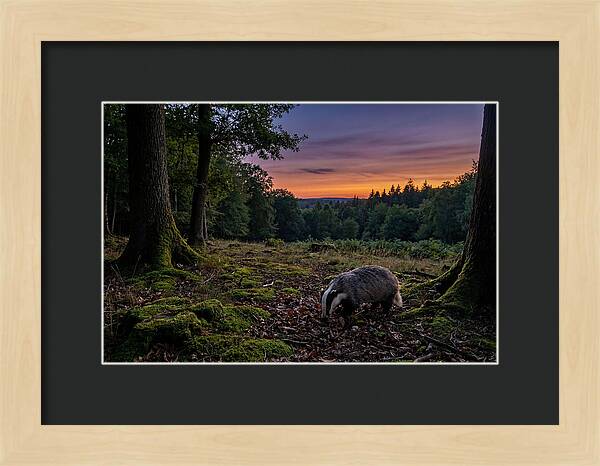 European Badger Foraging At Dusk