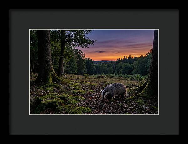European Badger Foraging At Dusk