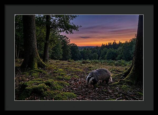 European Badger Foraging At Dusk