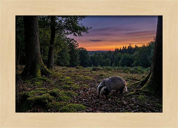 European Badger Foraging At Dusk