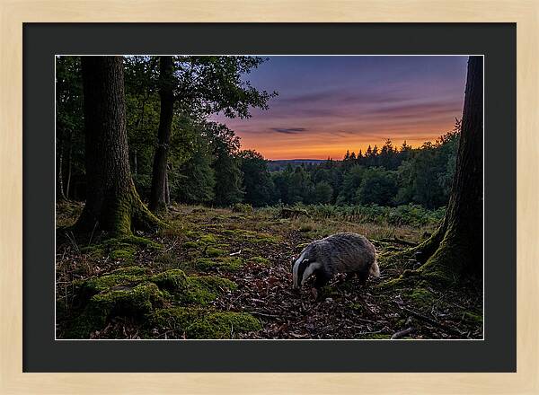 European Badger Foraging At Dusk