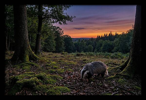 European Badger Foraging At Dusk