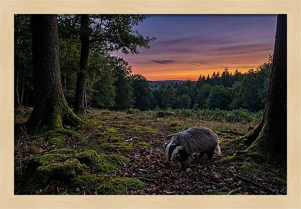 European Badger Foraging At Dusk