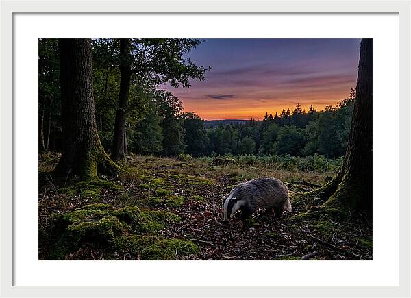 European Badger Foraging At Dusk
