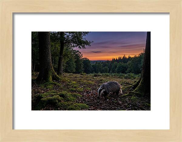 European Badger Foraging At Dusk
