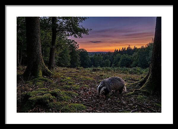 European Badger Foraging At Dusk