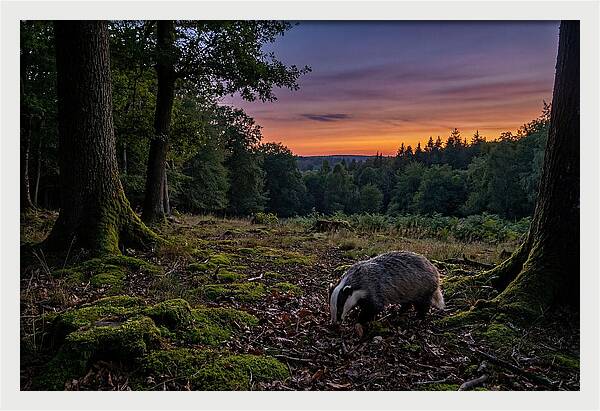 European Badger Foraging At Dusk