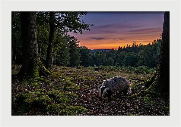 European Badger Foraging At Dusk