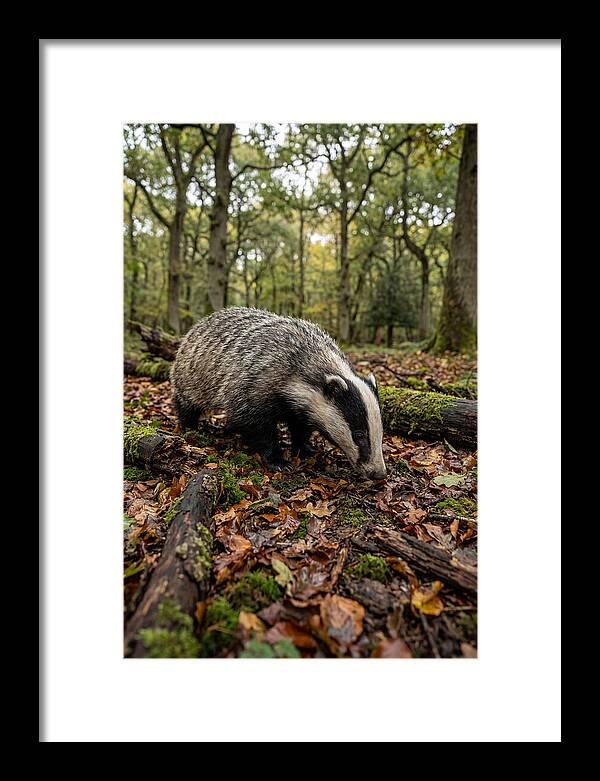 European Badger Foraging