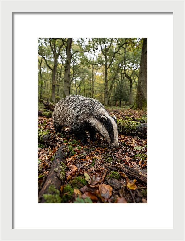 European Badger Foraging