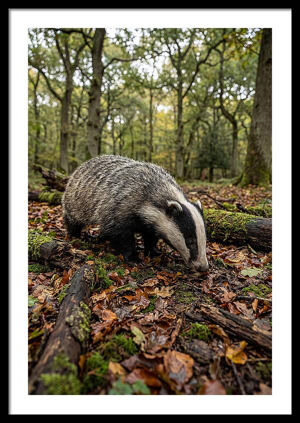 European Badger Foraging