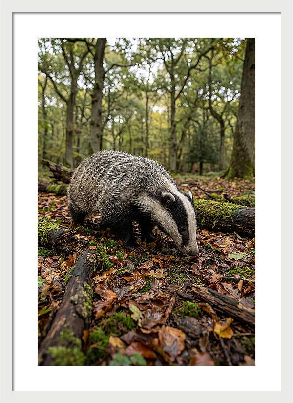 European Badger Foraging