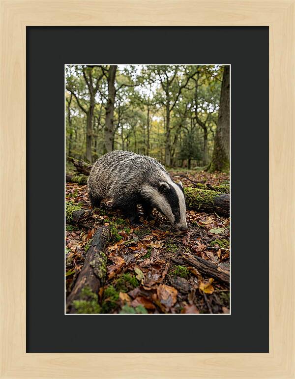 European Badger Foraging