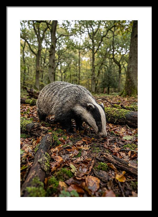 European Badger Foraging
