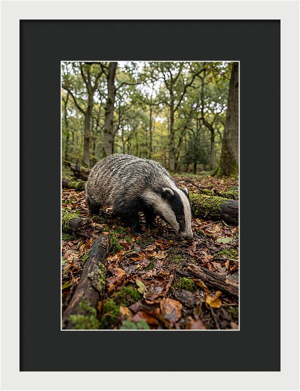 European Badger Foraging