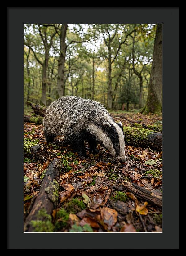 European Badger Foraging