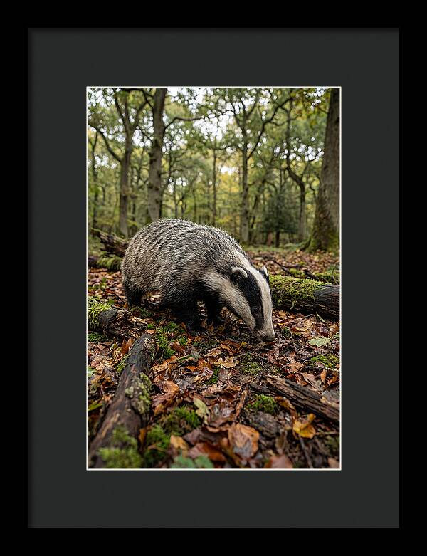 European Badger Foraging