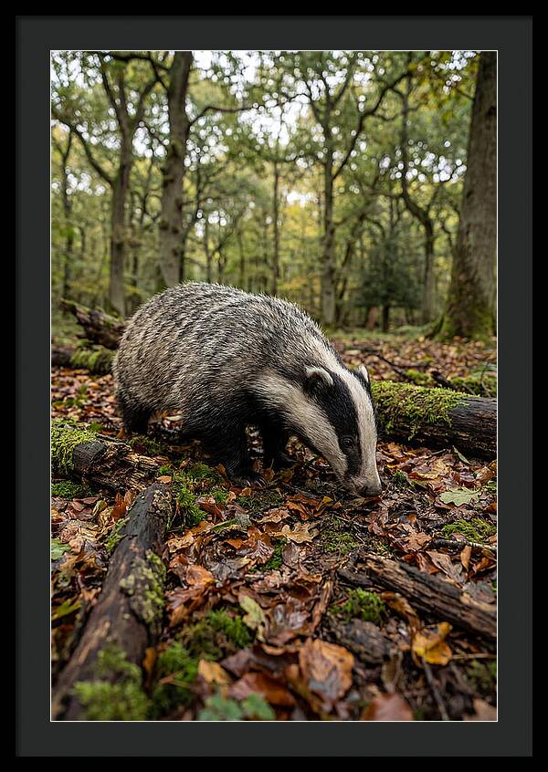 European Badger Foraging