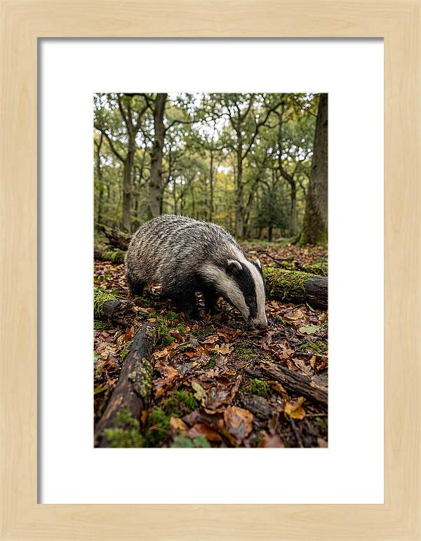 European Badger Foraging