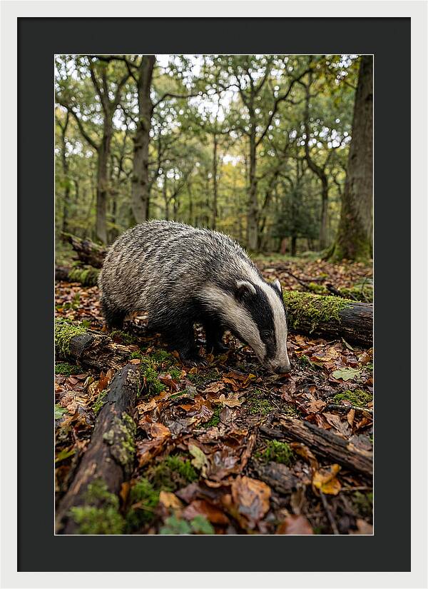 European Badger Foraging