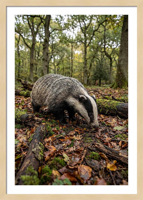 European Badger Foraging